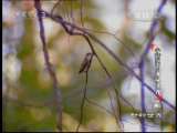 动物世界 动物世界 2010年 第83期