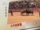 致富经 《致富经》 20150819 斗牛的财富