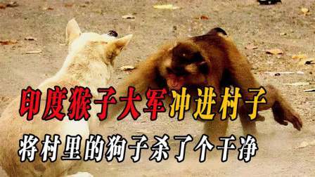 印度爆发猴狗大战（上）猴子闯入村庄屠杀小狗，就连小孩都不放过