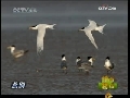 新闻袋袋裤 新闻袋袋裤 2009年 第37期