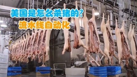 机械控 美国人是怎么杀猪的？全自动机械化，这样的机器靠谱吗