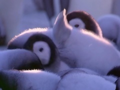 企鹅间谍第3集:成长