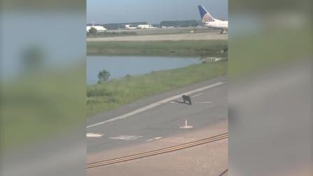 惊魂！奥兰多机场跑道现鳄鱼漫步 飞行员吓得急煞