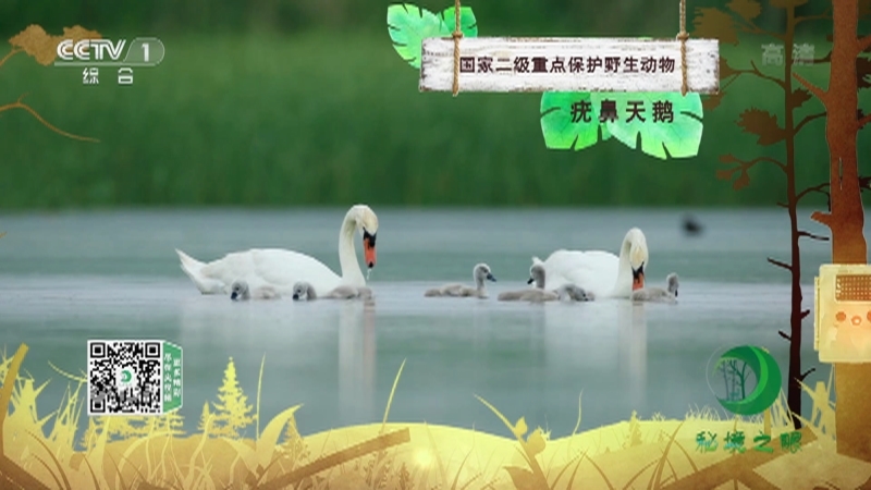 秘境之眼 《秘境之眼》 疣鼻天鹅 20221228