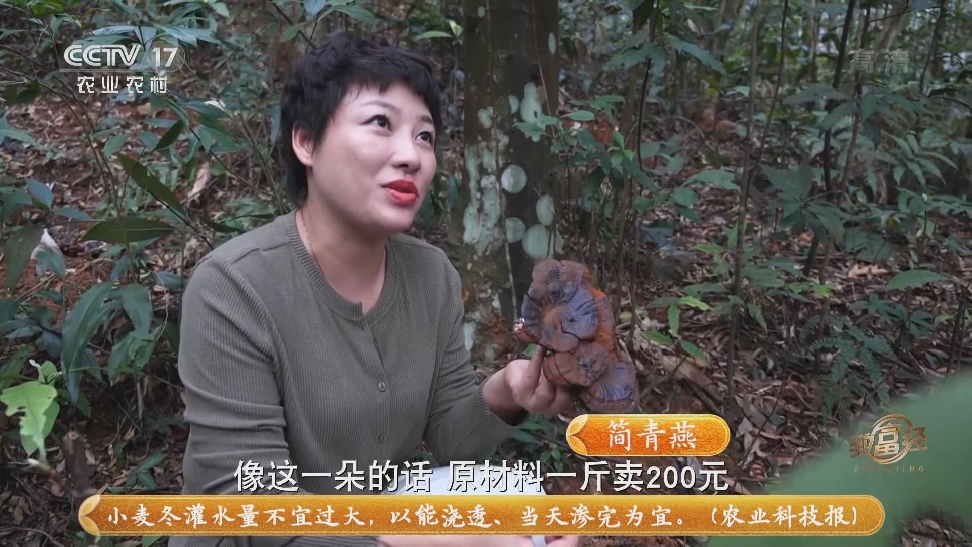 《致富经》 20211125 深山种灵芝 财富林下生