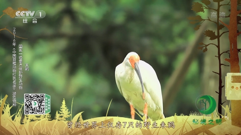 秘境之眼 《秘境之眼》 大熊猫/白头叶猴/长江江豚/朱鹮 20220522