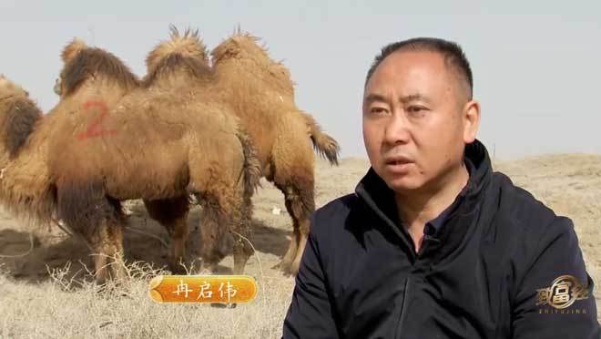《致富经》 20210422 戈壁滩上“挤”出的财富