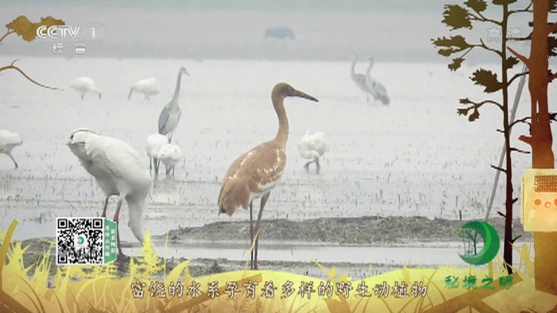 《秘境之眼》 白鹤 20210703