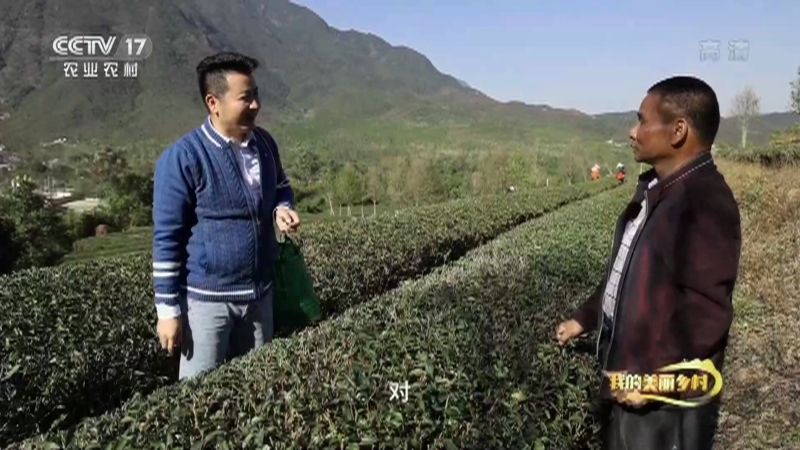 《我的美丽乡村》 20210419 茶香满溢莲花村