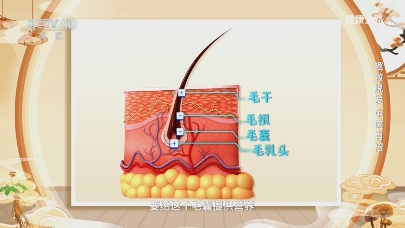 健康之路 《健康之路》 20241123 拯救脱发 中医有招