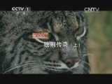 人与自然 《人与自然》 20140104 自然故事：猞猁传奇（上）