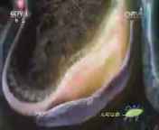 人与自然 《人与自然》 20140805 自然发现：冷血生命——冷血动物真相（下）