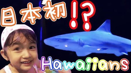中国爸爸 游泳池惊现鲨鱼 日本Hawaiians 111