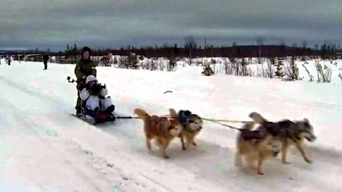环球火力点 北极俄军部队配备雪橇犬