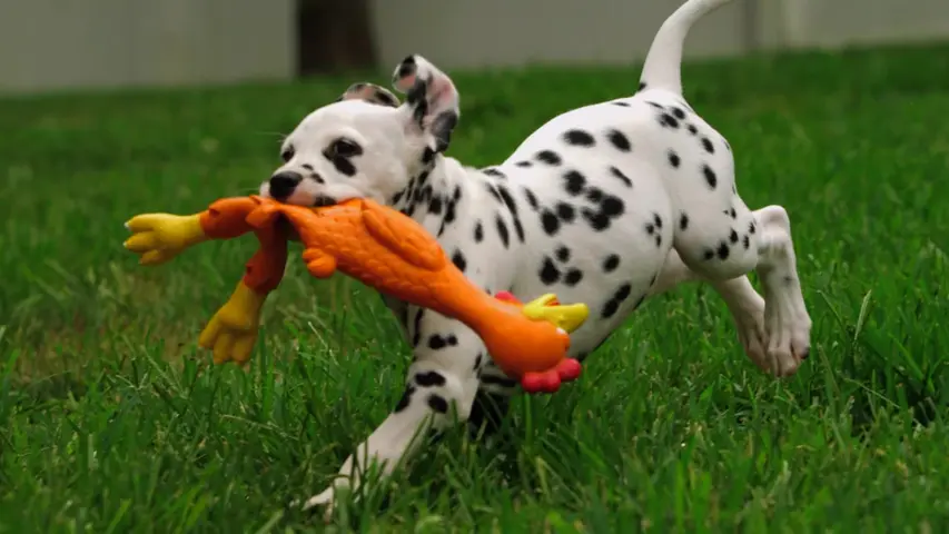 《萌宠成长记第二季》第5集