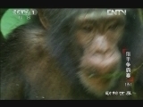动物世界 《动物世界》 20121230 猎手争霸赛（五）