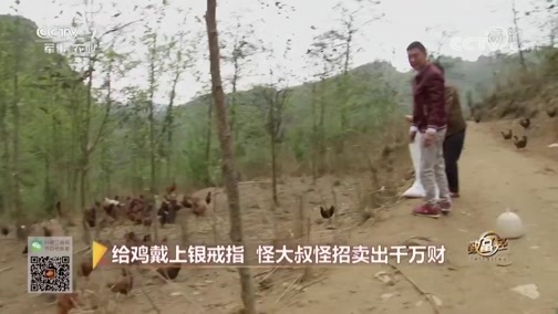 致富经 [致富经]给鸡戴上银戒指 怪大叔怪招卖出千万财 20190502