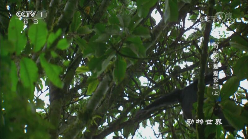 动物世界 《动物世界》 20200916 奇妙的猩猩家族（上）