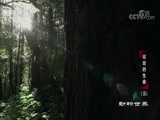 动物世界 《动物世界》 20180429 绽放的生命（五）
