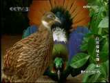 动物世界 动物世界 2009年 第217期