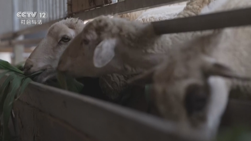 《山海有你》 20260215 点草成金林占熺