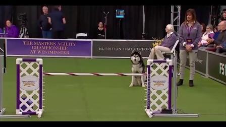 哈士奇和边牧参加敏捷犬比赛，两种完全不一样的画风