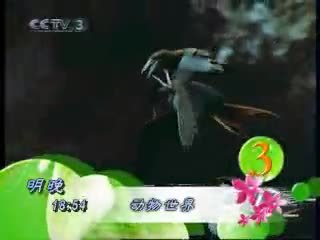 动物世界 《动物世界》（2007年5月25日 CCTV-3 18：54播出）