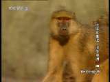 动物世界 动物世界 2010年 第130期