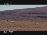《人文地理》 20110129 《大河源》 第三集
