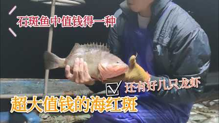 南澳岛赶海日记 彪哥运气爆棚了，捕到6只龙虾，还有3条超值钱海红斑其中一条超大