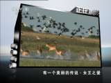 动物世界 动物世界 2011年 第3期