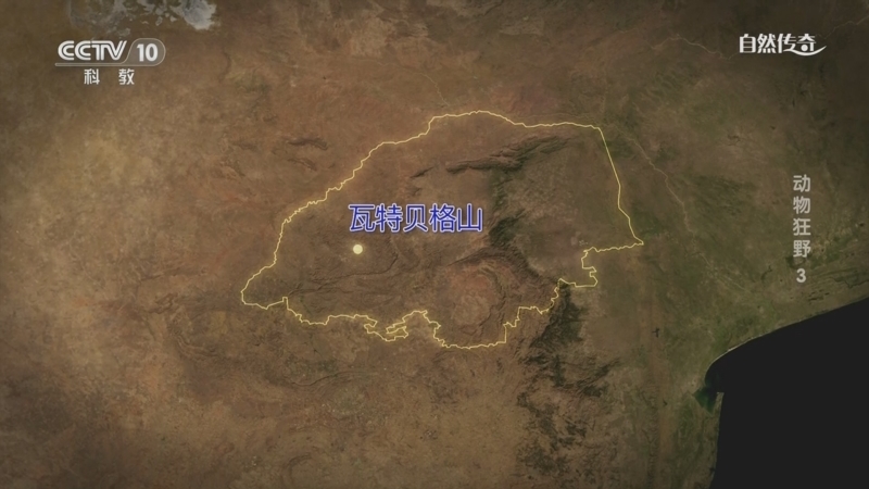 自然传奇 《自然传奇》 20240613 动物狂野 3