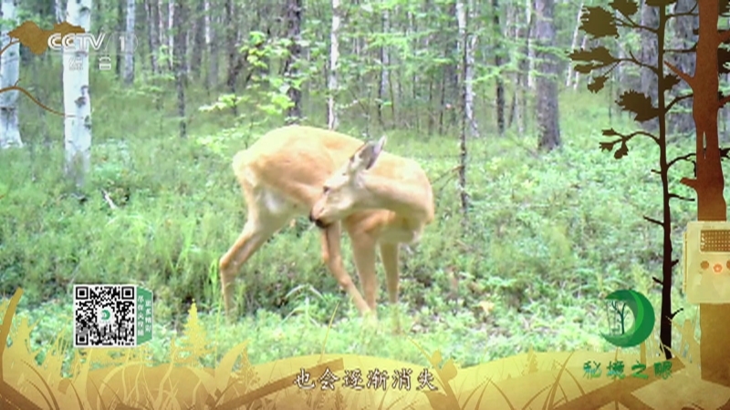 秘境之眼 《秘境之眼》 马鹿 20221223
