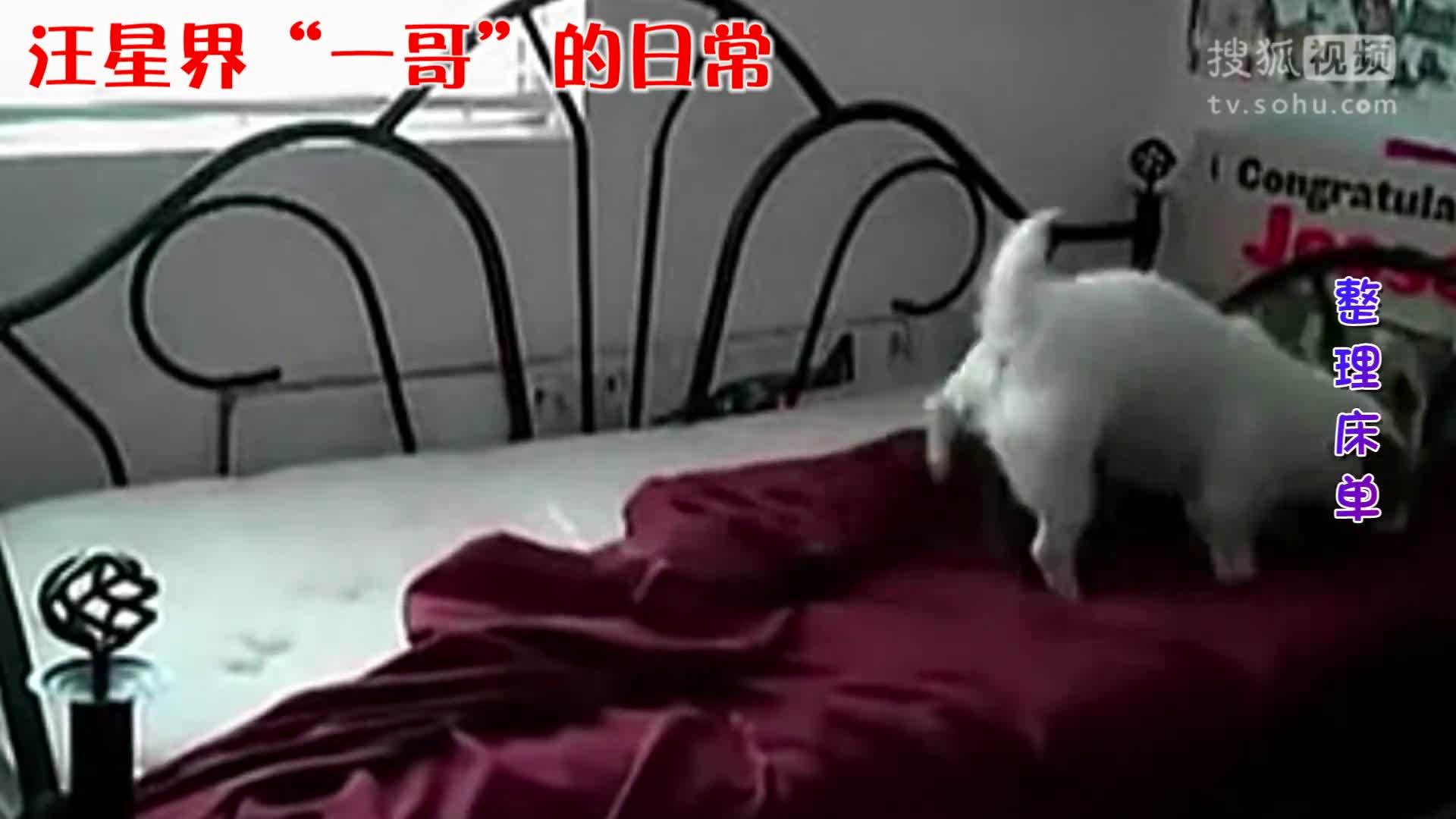 囧闻一箩筐 吓尿了！主人被宠物直接智商碾压【囧闻一箩筐】