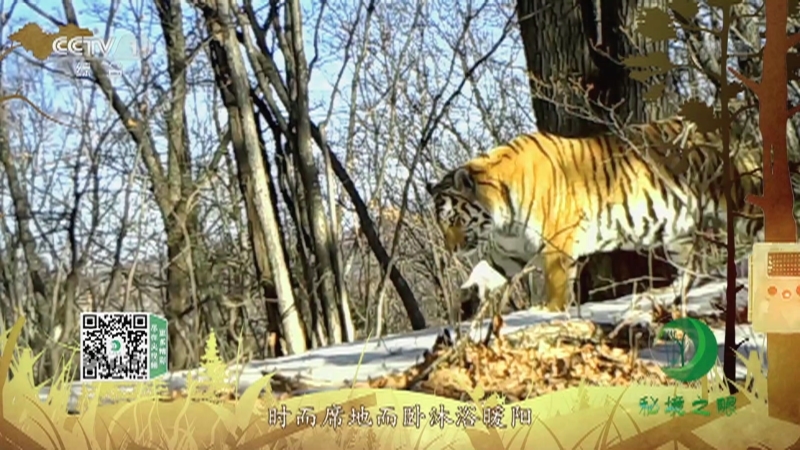 《秘境之眼》 虎 20210729