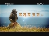 动物世界 《动物世界》 20140724 狒狒魔盗团（二）