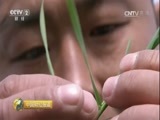 中国财经报道 《中国财经报道》 20170408 农业供给侧结构性改革新观察：小麦变形记