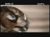 动物世界 《动物世界》 20120712