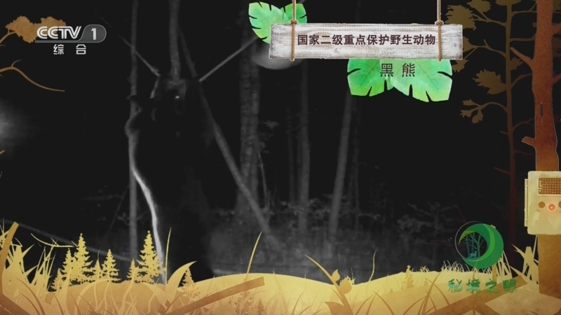 秘境之眼 《秘境之眼》 黑熊 20230717