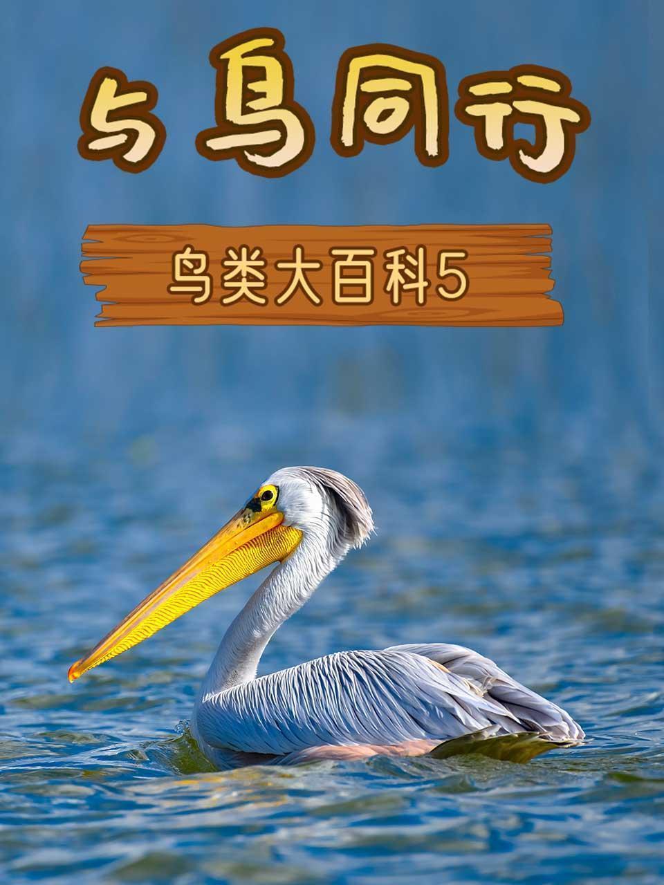 与鸟同行之鸟类大百科5