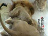 动物世界 动物世界 2010年 第58期