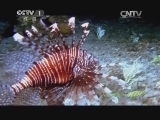 人与自然 《人与自然》 20140504 自然发现 暗夜猎手（下）
