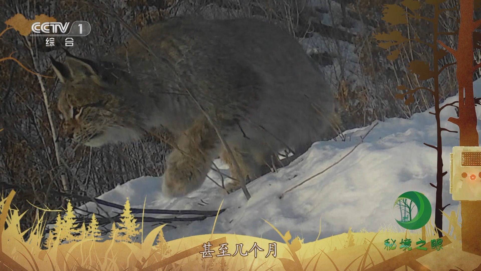 秘境之眼 《秘境之眼》 猞猁 20230918