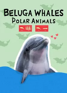 《Beluga Whales：Polar Animals》剧照海报