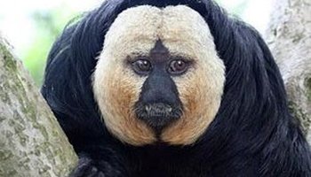 白面粗尾猿