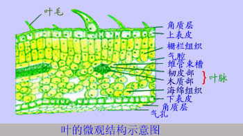 玉米叶的横切结构图图片