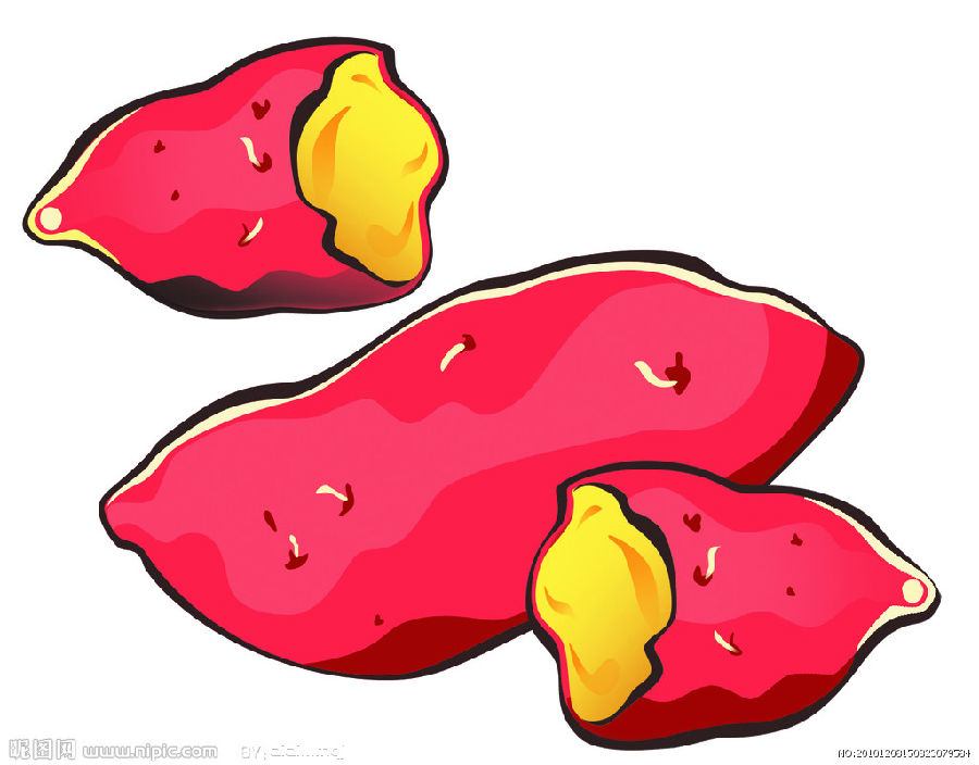 红薯旋花科植物