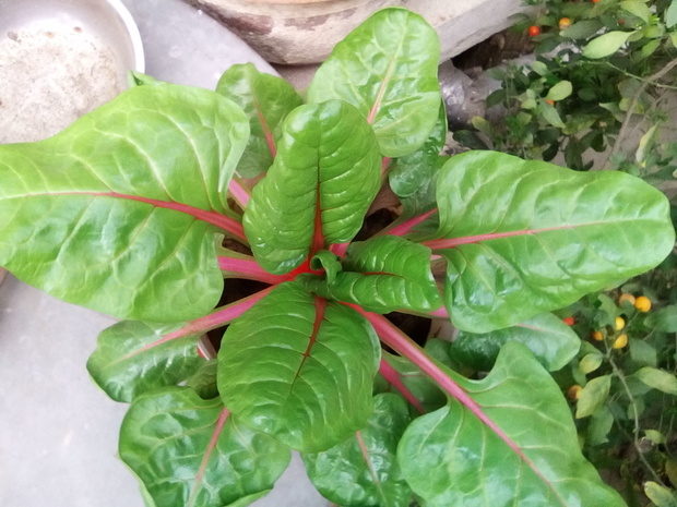 亲们,有没有知道这是什么植物的啊?