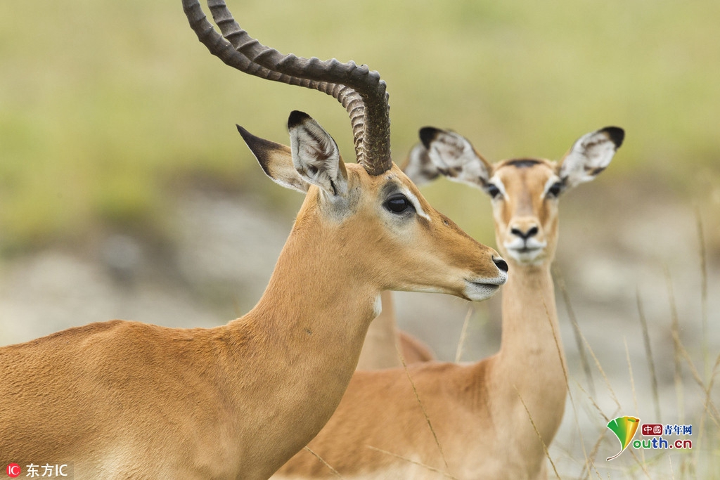 肯尼亚惊现"连体"羚羊 双头四角似远古神兽