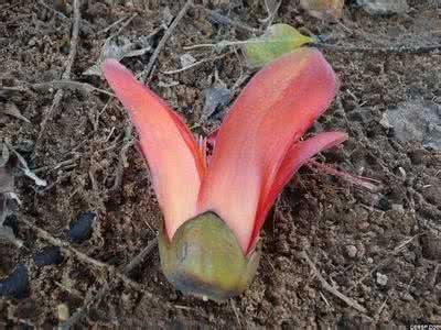 花萼开裂是指什么